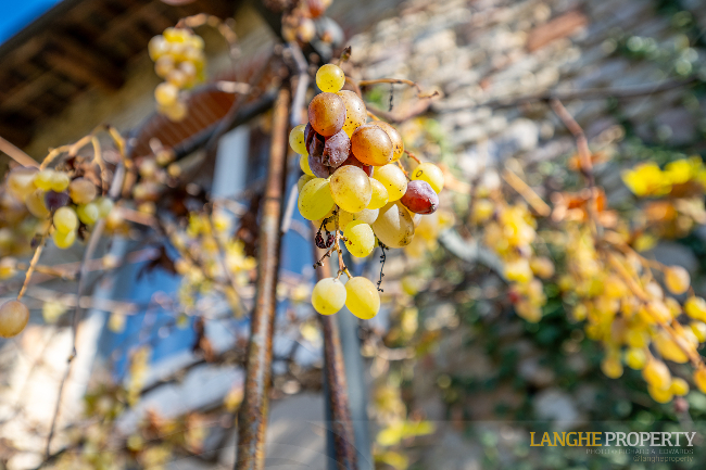 Piedmont Langhe stone farmhouse for sale in wine area, Italy