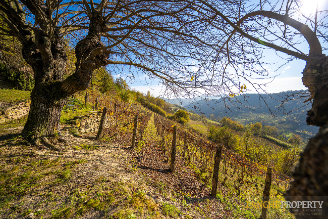 Piedmont Langhe stone farmhouse for sale in wine area, Italy