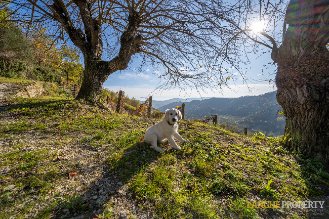 Piedmont Langhe stone farmhouse for sale in wine area, Italy